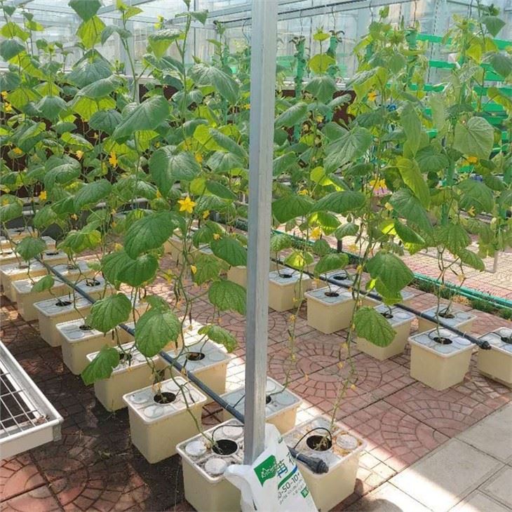Greenhouse Hydroponic Plant With Cummber