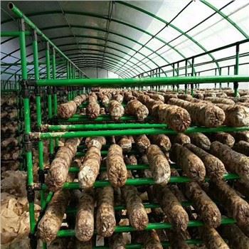 Maatalous Multi Span Mushroom Kasvihuone