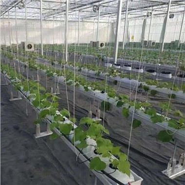 Kasvihuone hydroponisen kasvin hollantilaisen kauhan kanssa